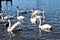 A view of a group of Mute Swans
