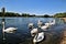 A view of a group of Mute Swans
