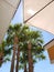 View of a Group of Palmetto Trees Framed by a Building