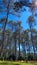 View of a group of pine trees in a park when the sky is clear blue.