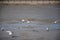 View of a group of seagulls in the muddy shore