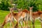 View on a group of southern lechwe in a zoo