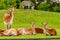 View on a group of southern lechwe in a zoo