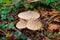 View on group of three parasol mushrooms Macrolepiota procera with brown foliage in german forest