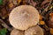 View on group of three parasol mushrooms Macrolepiota procera with brown foliage in german forest