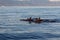 View of a group of wild dolphins swimming in Lovina beach, Bali