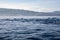 View of a group of wild dolphins swimming in Lovina beach, Bali