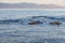 View of a group of wild dolphins swimming in Lovina beach, Bali