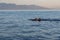 View of a group of wild dolphins swimming in Lovina beach, Bali