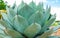 View of growing Agave Parryi Truncata plant, also known as Artichoke Agave