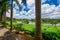 The view at the growing Bois Cheri tea plantation through some trees.