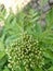 View of growing curry leaves and seeds, blur background