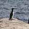 A view of a Guillemot with a Fish