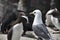 A view of a Guillemot with a Fish