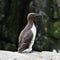 A view of a Guillemot with a fish