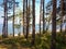 View of the Gulf of Riga through pine forest