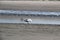 View on a gull standing on the watt at the northern sea