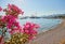 View of the Gumusluk Bodrum Marina, sailing boats and yachts in Bodrum town, city of Turkey