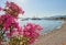 View of the Gumusluk Bodrum Marina, sailing boats and yachts in Bodrum town, city of Turkey