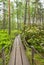 View of Haaga Rhododendron Park, wooden walkway and rhododendrons, Helsiki, Finland