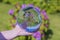 View of hand holding crystal ball with inverted image of blooming purple rhododendron.