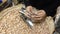 View of hands packing peanuts in plastic bag at market in Daraw, Egypt