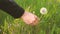 View of hands picking up wild flowers in a meadow in Springtime. Woman girl taking dandelion and daisy flowers from