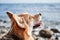 View of happy face corgi in profile. Close up portrait of Pembroke tricolor Welsh corgi sitting against blue sea and enjoying life