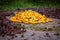 View of harvested and outer shells of the Cacao fruits. in a heap. Yellow color cocoa fruit also known as Theobroma cacao