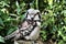 A view of a Hawk Owl