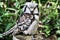 A view of a Hawk Owl