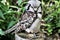 A view of a Hawk Owl