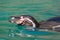 View of the head of a Humboldt Penguin