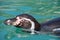 View of the head of a Humboldt Penguin