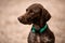 View of the head of shorthaired pointer dog