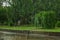 View of heavy pouring rain in park