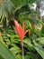 the view of the heliconia psittacorum flower with the insect infested looks beautiful