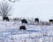 View of  a herd of American bison in a snowy land, wild grass