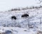 View of  a herd of American bison in a snowy land, wild grass