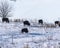 View of  a herd of American bison in a snowy land, wild grass