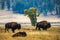 View of herd of bisons in grassland in background of dense forest