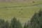 View of a herd of buffalo in the grass