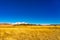 View of a herd of mongolian cows grazing in a yellow steppe