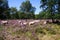 View on herd of sheep grazing in glade of dutch forest  heathland with purple blooming heather erica plants Ericaceae