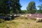 View on herd of sheep grazing in glade of dutch forest  heathland with purple blooming heather erica plants Ericaceae