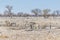 A view of a herd of Zebras drinking at a waterhole in the Etosha National Park in Namibia