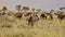 View of herds of zebras and gnus grazing in the Serengeti, Tanzania, Africa