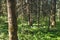 View on the Hickey Lake Hiking trail in Duck Mountain Provincial Park, Manitoba, Canada