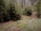 View of high grass and fir trees  in  mountain forest, Karlovy Vary, Czech Republic