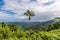 A view high up in the tropical rainforest in Puerto Rico